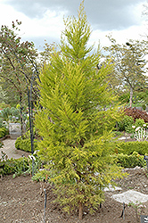 Yellow MacNab Cypress (Cupressus macnabiana 'Sulphurea') at Little Red Farm Nursery