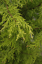 Yellow MacNab Cypress (Cupressus macnabiana 'Sulphurea') at Little Red Farm Nursery