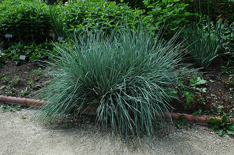 Blue Oat Grass (Helictotrichon sempervirens) at Little Red Farm Nursery