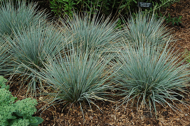 Sapphire Fountain Oat Grass (Helictotrichon sempervirens 'Sapphire Fountain') at Little Red Farm Nursery