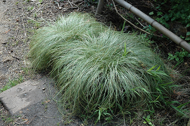 New Zealand Hair Sedge (Carex comans 'Frosted Curls') at Little Red Farm Nursery