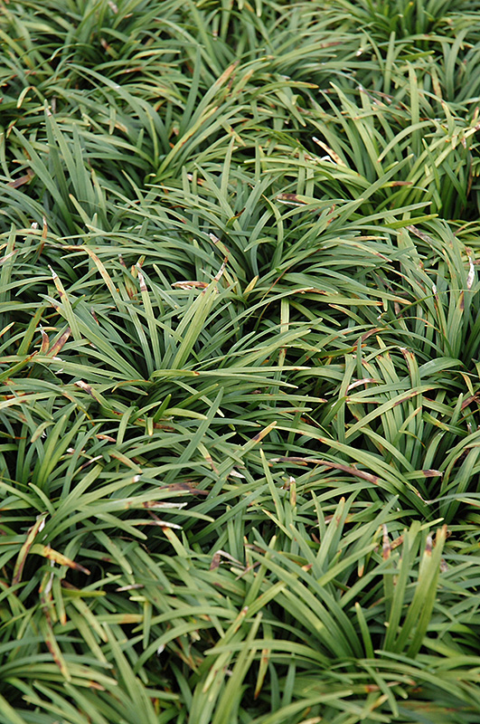Dwarf Mondo Grass (Ophiopogon japonicus 'Nanus') at Little Red Farm Nursery