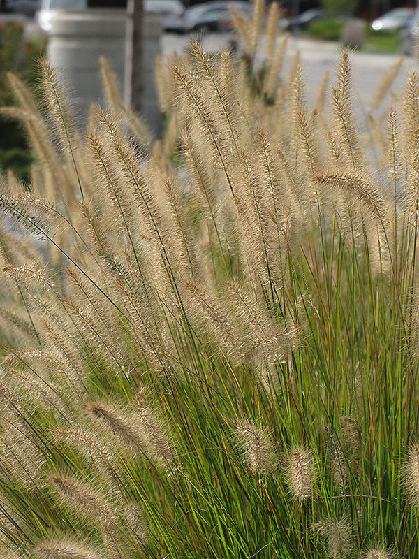 Hameln Dwarf Fountain Grass (Pennisetum alopecuroides 'Hameln') at Little Red Farm Nursery