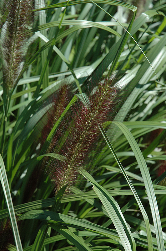 Red Head Fountain Grass (Pennisetum alopecuroides 'Red Head') at Little Red Farm Nursery
