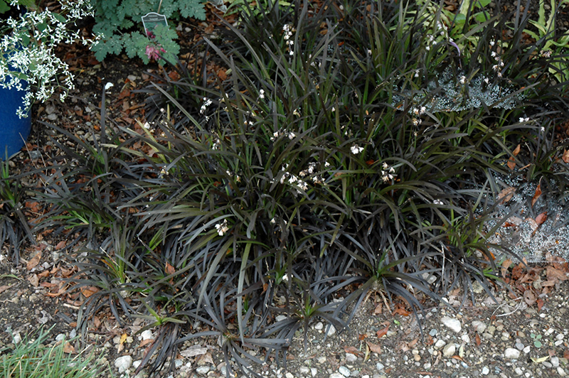 Black Mondo Grass (Ophiopogon planiscapus 'Niger') at Little Red Farm Nursery