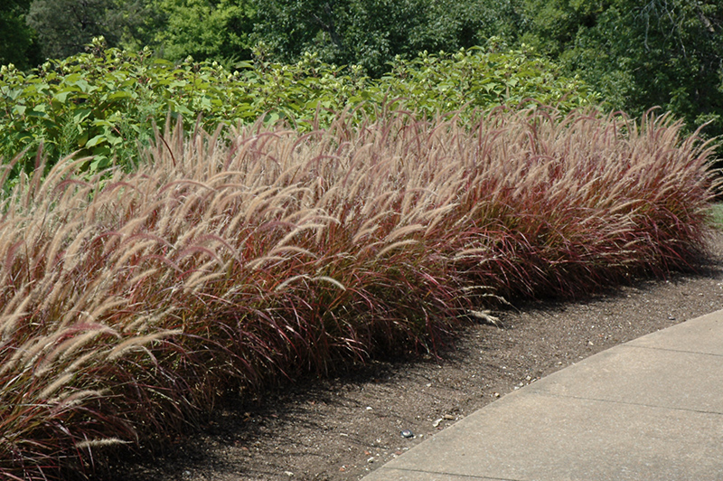 Purple Fountain Grass (Pennisetum setaceum 'Rubrum') at Little Red Farm Nursery