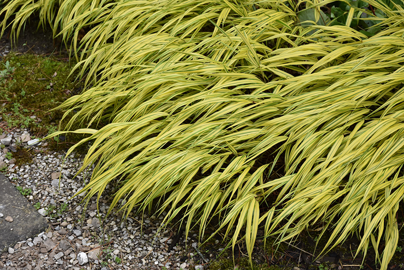 Golden Variegated Hakone Grass (Hakonechloa macra 'Aureola') at Little Red Farm Nursery