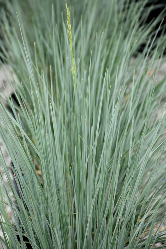 Sapphire Blue Oat Grass (Helictotrichon sempervirens 'Sapphire') at Little Red Farm Nursery
