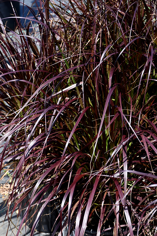 Purple Fountain Grass (Pennisetum setaceum 'Rubrum') at Little Red Farm Nursery