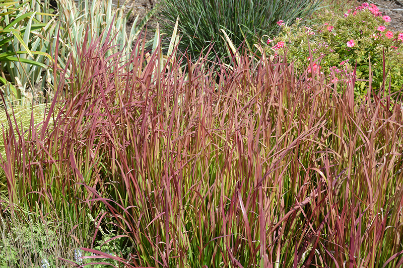 Red Baron Japanese Blood Grass (Imperata cylindrica 'Red Baron') at Little Red Farm Nursery